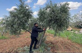 Şanlıurfa’da zeytin üreticilerine kritik uyarı