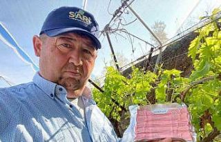 Sarıgöl Ovası’nda üzüm bağlarında "Fenomen...