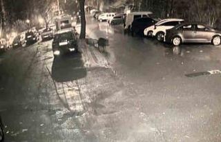 Sarıyer’de aç kalan domuzlar hastane yakınına...