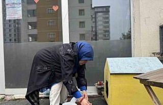 Şehir merkezine inen tilki kimseye aldırış etmeden...