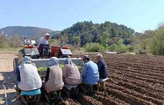 Selendi’de tütün mesaisi başladı