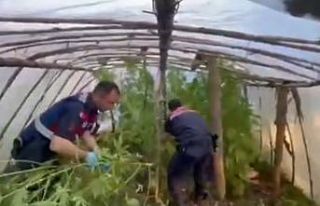 Serayı uyuşturucu tarlasına çevirmiş