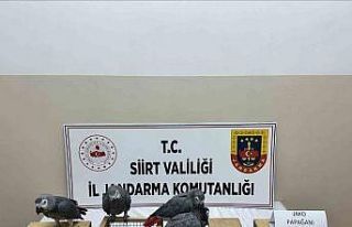 Siirt’te 8 jako papağan ele geçirildi