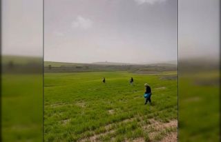 Siirt’te çiftçilerden zorlu mesai: Gübreleme...