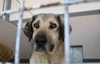 Şikayetler 100’den 20’ye indi: Başiskele’de...