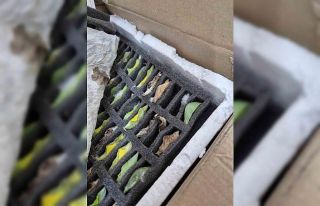 Sınır kapısında tropikal kelebek pupası ele geçirildi