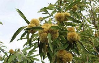 Sinop kestanesi tehlikede: Gal arısı üretimi ve...