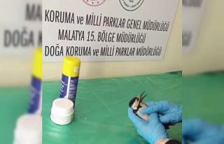 Sivas’ta bitkin halde bulunan ağaçkakan, tedavi...