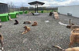 Sokak hayvanları doğal yaşam alanına kavuştu