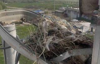 Sokak lambaları kuşlara yuva oldu