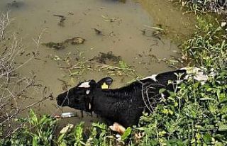 Su kanalına düşen inek itfaiye ekipleri tarafından...