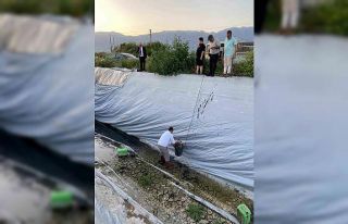 Sulama havuzuna düşen 5 yavru köpeği belediye...