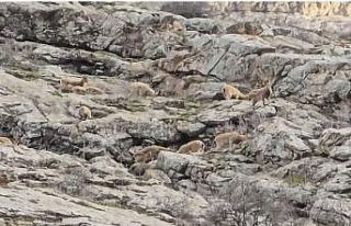 Sümbül Dağı’nda sürü halinde dağ keçisi...