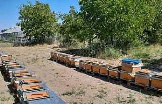 ’Süper gıda’ arı sütü Malatya’da mercek...