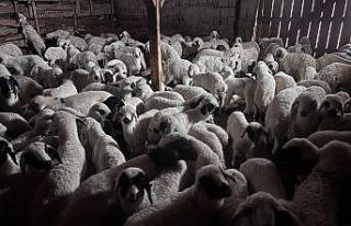 Sürülerde bahar hareketliliği: Kuzular annelerini...