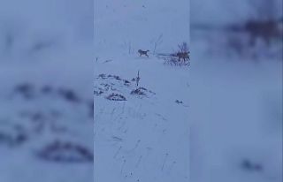 Sürüye saldıran kurt kangal köpeği tarafından...