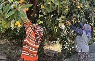 Talep azalınca bedava dağıttı, poşetini alan...