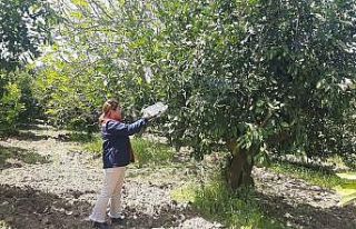 Tarım arazilerinde hastalık ve zararlı mesaisi