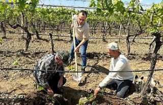 TARİŞ’ten bağlara yakın takip