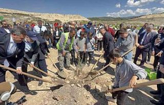 Taşınan her zeytin ağacına karşılık fidan:...