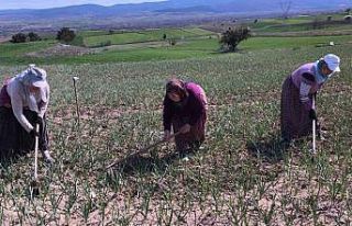 Taşköprü sarımsağı tarlalarındaki zararlı...