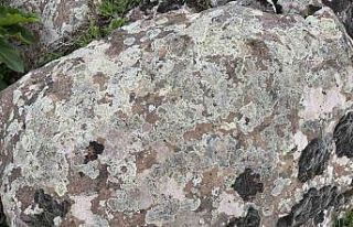 Taşların üzerindeki yosunları kına gibi kullanıyorlar