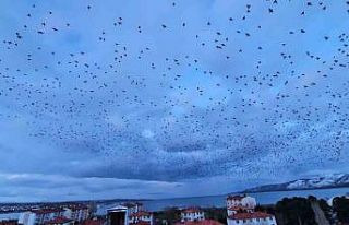 Tatvan’da gökyüzünü kaplayan binlerce kuş görsel...