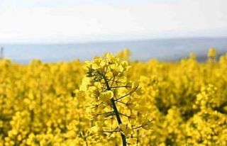 Tekirdağ sarıya büründü: Kanola tarlaları kartpostallık...