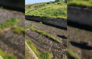 Tekirdağ’da gölde toplu balık ölümleri yaşandı