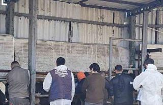 Tekirdağ’da ithal damızlık hayvanlar için sıkı...