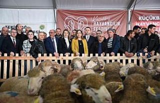 Tekirdağ’da küçükbaş hayvancılık festivali