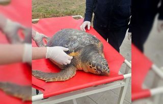 Tekirdağ’da ölü bulunan caretta caretta incelemeye...