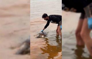 Tekirdağ’da ölü caretta caretta kıyıya vurdu