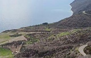 Tekirdağ’da pelikanların senkronize uçuşu görsel...