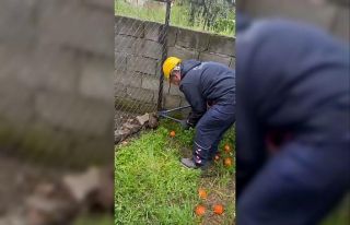 Tel örgüye sıkışıp, mahsur kalan kirpi kurtarıldı