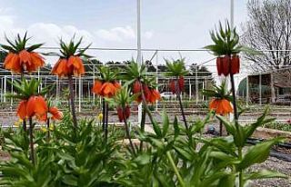 Ters laleyi koparmanın cezası 700 bin lira: Yılda...