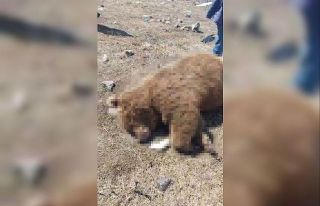 TIR’ın çarptığı boz ayı telef oldu