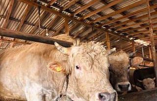 Tonluk ’Paşa’ 500 bin lira