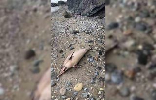 Trabzon’da yunus balığı ölümleri