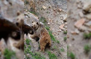 Tunceli’de ayı ve yavrusu dron ile görüntülendi