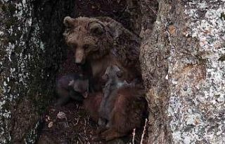Tunceli’de belgeselleri aratmayan görüntüler