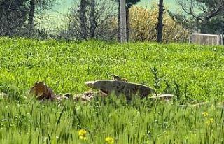 Türkiye’de nesli tehlike altında olan ’kızıl...