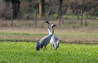 Turnaların izinde: 2026 izleme çalışmaları sürüyor