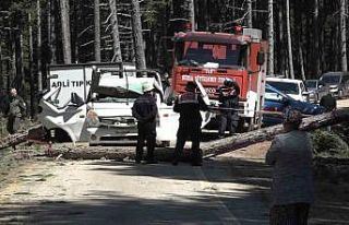 Uludağ’da inanılmaz olay...Kesilen ağaç seyir...