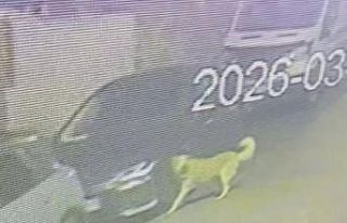 Üsküdar’da sokak köpekleri paniğe neden oldu:...