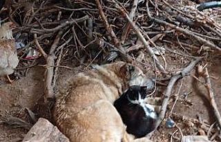 Üşüyen kedi ile köpek birbirine sığındı