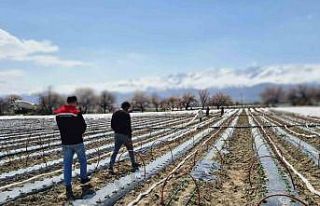 Üzümlü’de biber fideleri toprakla buluştu