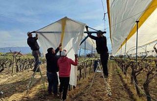 Üzümün başkentinde bağlar tüllerle kaplanıyor