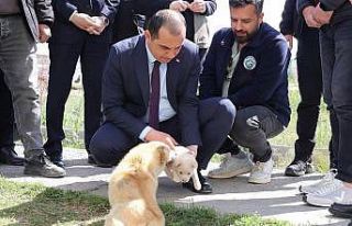 Vali Taşolar, Iğdır Geçici Hayvan Bakımevi’ni...