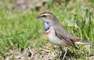 Van Gölü havzası göçmen kuşlarla renklendi